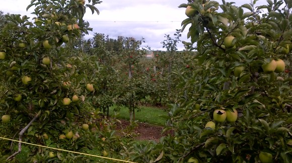 Frootogo orchard